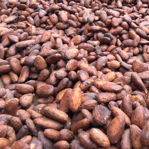 Hạt cacao